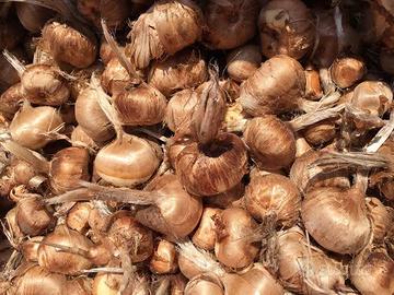 Bulbi di zafferano certificati e Garantiti