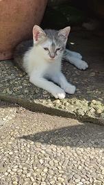 Gattina femmina