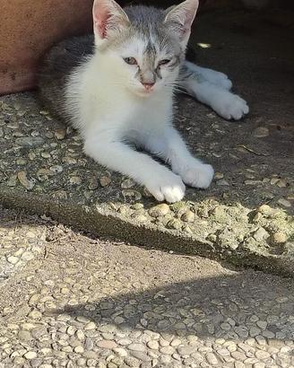 Gattina femmina