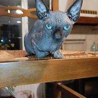 Gattina sphynx