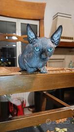 Gattina sphynx