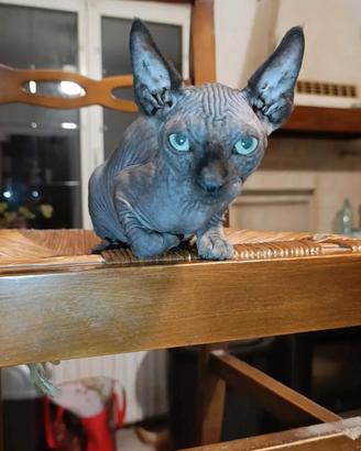 Gattina sphynx
