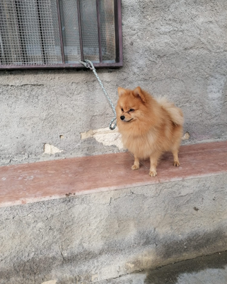 Spitz stallone