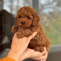 Barboncino toy- pagamento rateizzabile-