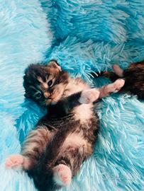 Mainecoon gattini