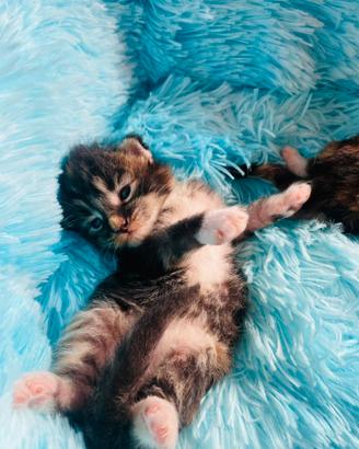 Mainecoon gattini