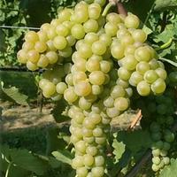 verdicchio doc castelli di jesi