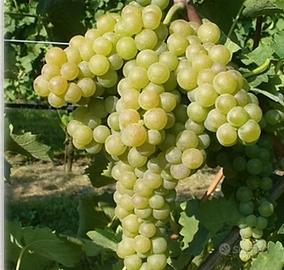 verdicchio doc castelli di jesi