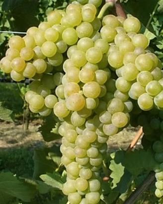 verdicchio doc castelli di jesi