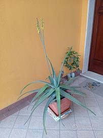 Aloe verde 
