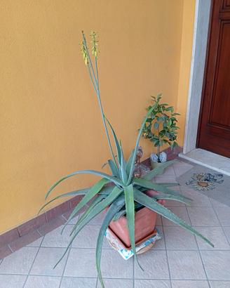 Aloe verde 