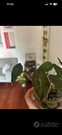 Baby alocasia