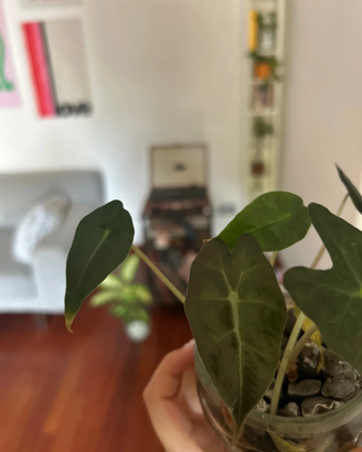 Baby alocasia