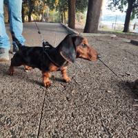 Bassotto cucciolo mini