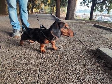 Bassotto cucciolo mini