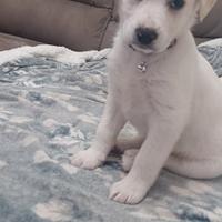 Cucciola maltipoo