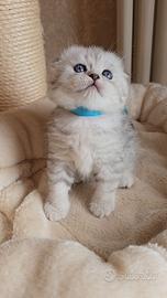 Cuccioli scottish silver shaded