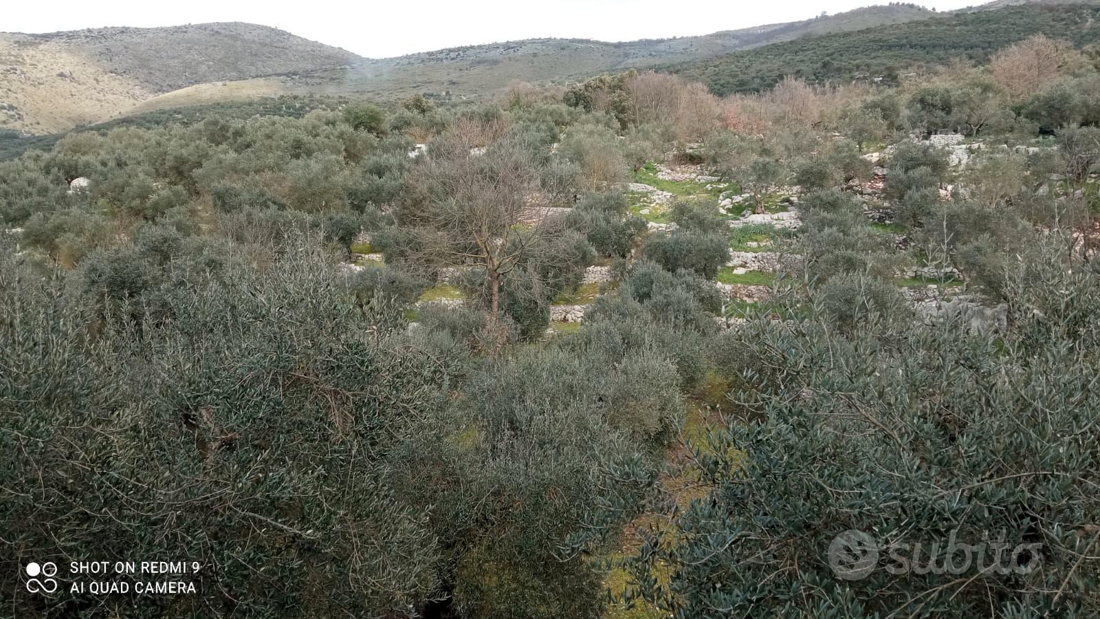 terreno uliveto - Altro