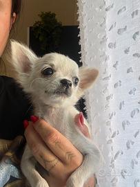 Chihuahua toy