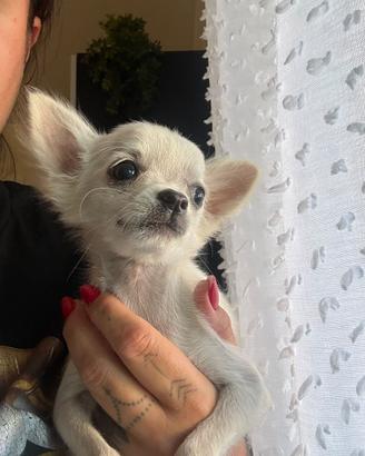 Chihuahua toy