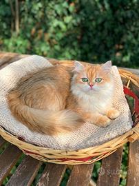 Gattina British Longhair di 3 mesi