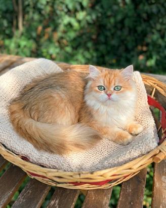 Gattina British Longhair di 3 mesi