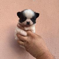 Cuccioli chihuahua toy pelo lungo