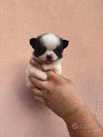 Cuccioli chihuahua toy pelo lungo