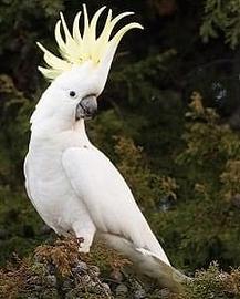 Pappagallo Cacatua