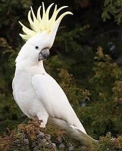 Pappagallo Cacatua