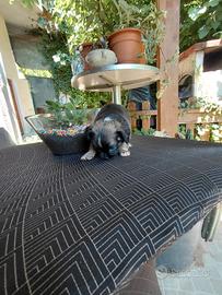 Chihuahua taglia piccola
