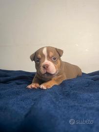 American Bully pocket pedigree abkc