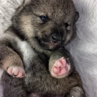 Shiba inu pedigree Enci