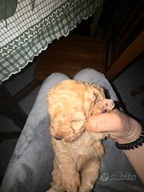 Disponibile cucciola di Barboncino con pedigree