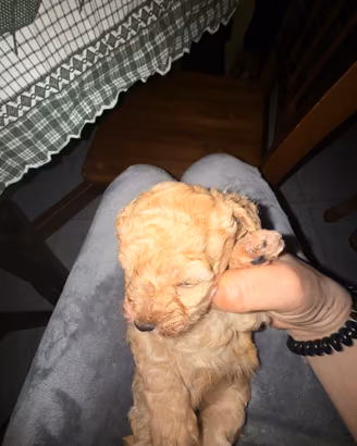 Disponibile cucciola di Barboncino con pedigree