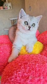 Ultimissimo cucciolo scottish silver