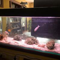 Acquario completo 240 litri