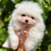 Cucciolo di spitz tedesco Pomerania
