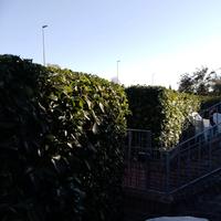 Giardiniere fac-totum 