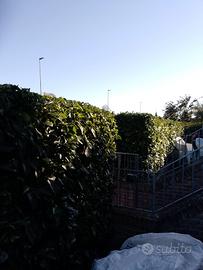 Giardiniere fac-totum 