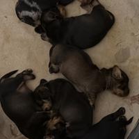 Bassotti nani a pelo duro