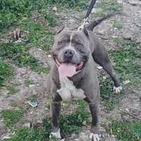 Pitbull