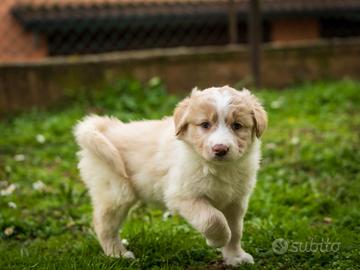 Cucciole femmine border collie