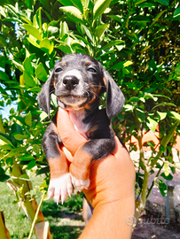 Cucciolo di bassotto kaninchen