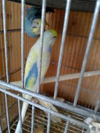 Cocorite
