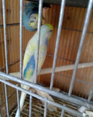 Cocorite