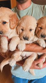 Cuccioli golden retriver