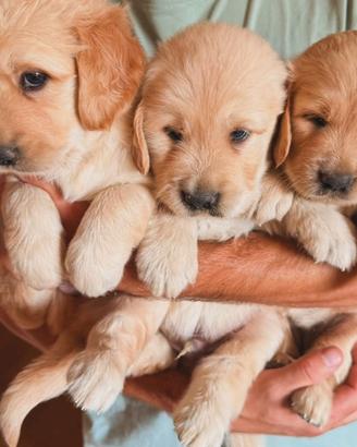 Cuccioli golden retriver