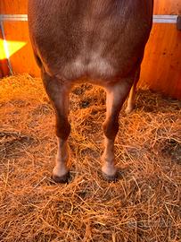 Cavalla haflinger/avelignese
