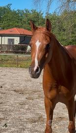 Cavalla araba